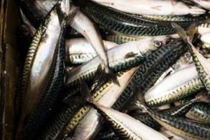 Kişi başına 8 kilogram balık t&uuml;ketiyoruz