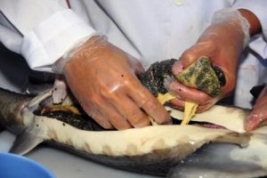 D&uuml;nyanın en kaliteli havyarı T&uuml;rkiye'den