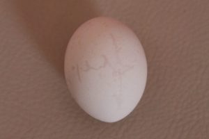 Yumurtanın üzerinde "Allah" mı yazıyor ?