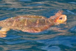 Deniz kaplumbağası kurtarma operasyonu