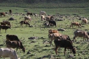 Varto'da esrarengiz hayvan &ouml;l&uuml;mleri