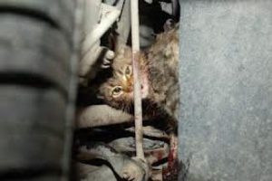 Motora sıkışan kediyi itfaiyeciler kurtardı