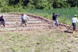 Ter&ouml;r durdu, &Ccedil;ukurca'da pirin&ccedil; tarlaları ekiliyor