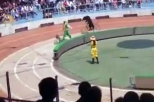 Bisikletten d&uuml;şen ayı, maymuna saldırdı