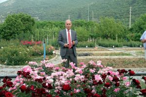Dünyanın en kaliteli gülleri Kestel'de yetişiyor