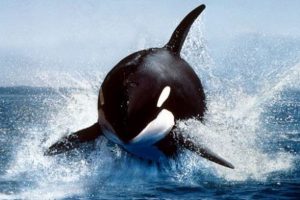 Katil balinaların korkutucu takibi