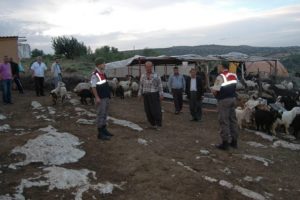 Hayvan hırsızlarının lideri yakalandı