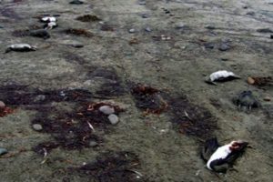 &Ouml;l&uuml; kuş ve deniz hayvanı alarmı