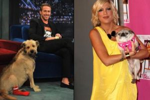 K&ouml;pekleri de kendilerine benziyor