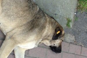 Mahkeme k&ouml;peğe &ouml;yle bir ceza verdi ki