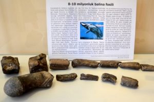 10 milyon yıllık balina fosili m&uuml;zede