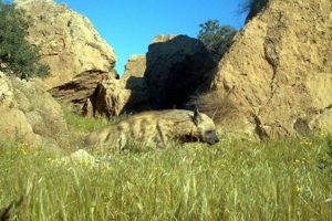 Şırnak'ta &ccedil;izgili sırtlan g&ouml;r&uuml;nt&uuml;lendi
