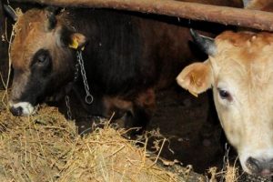 ''Hayvansal &Uuml;retim'' istatistikleri a&ccedil;ıklandı