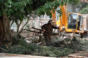 Ulucami'nin bah&ccedil;esindeki ağa&ccedil;lar kesiliyor