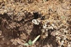 Yağmur sularıyla mezarlıkta kemikler etrafa sa&ccedil;ıldı