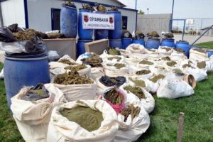 Diyarbakır'da ele ge&ccedil;en 3 ton esrar sergilendi