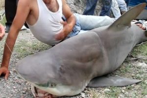 Hatay'da "boğa k&ouml;pek balığı" yakalandı