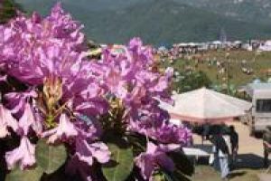 Yaz'ın vazge&ccedil;ilmezi yayla şenlikleri