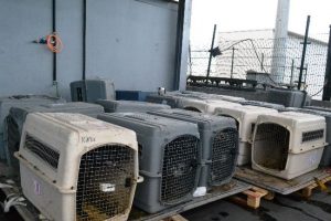 Evrak eksikliği k&ouml;pekleri telef etti