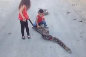 Kocaman yılanla b&ouml;yle oynadılar !