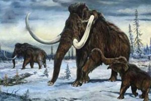 Mamut kopyalama &ccedil;alışmalarında &ouml;nemli buluş