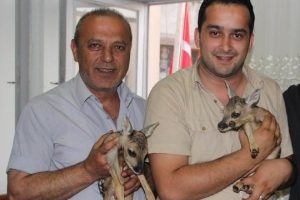 Yavru karacalara k&ouml;yl&uuml; sahip &ccedil;ıktı