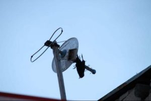Antende asılı kalan kargayı itfaiye kurtardı