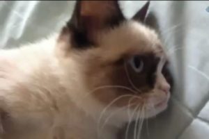"Huysuz Kedi" film yıldızı oluyor