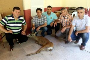 Yaralı karacaya avcılar sahip &ccedil;ıktı