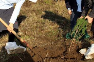 On yılda 2,7 milyar fidan dikildi