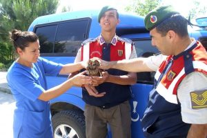 Yaralı baykuşa belediye sahip &ccedil;ıktı