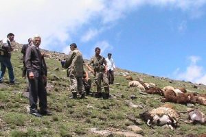 Yıldırım &ccedil;obanı ağır yaraladı