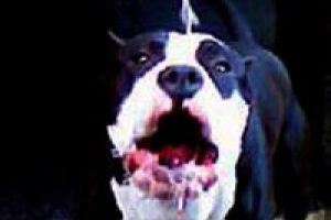 Pitbull'u 'silah' gibi kullandın cezası
