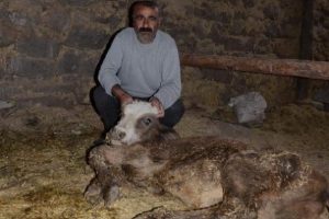 Şap hastalığından 600 hayvan telef oldu