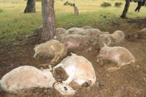 Yıldırım 34 hayvanı telef etti