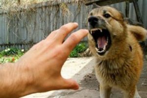 'Sokak k&ouml;pekleri b&uuml;y&uuml;k bir tehlike'