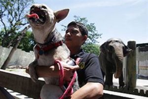 Kahraman k&ouml;peğe konvoy