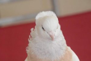 Otomobil fiyatına g&uuml;vercin