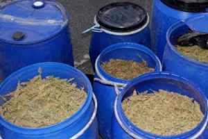 256 kilo esrar ele ge&ccedil;irildi