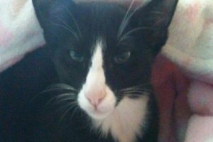 'Hırsız kedi'nin &ccedil;aldıkları Facebook'ta