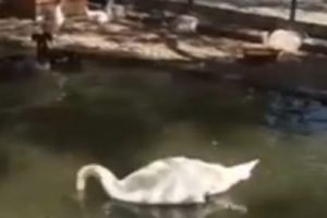 Kuğular Gezi mağduru