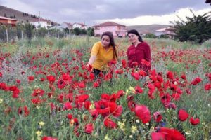 Araziler gelincik tarlasına d&ouml;nd&uuml;