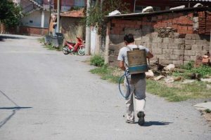 Bu mahalleyi pireler bastı