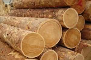 Ağa&ccedil; ve orman &uuml;r&uuml;nleri ihracatı arttı