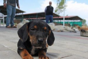 İşkence g&ouml;ren k&ouml;peklere 'sevgi' ile terapi
