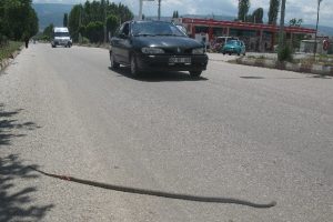 Yılan korkusu kaza yaptırdı
