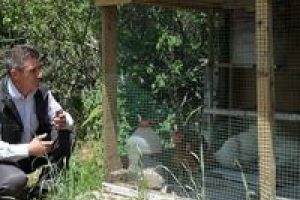 K&ouml;y&uuml;ndeki tavukları telefonla yemliyor