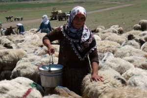 Koyun sağmak i&ccedil;in 20 km y&uuml;r&uuml;yorlar