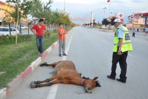 &Ccedil;ocukların kovaladığı at kamyonetin altında can verdi