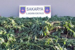 Sakarya'da 690 k&ouml;k kenevir ele ge&ccedil;irildi